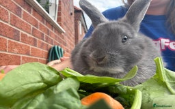 Mixed Breed rabbits for sale: Stunning Mixed Breed Rabbits  - Image 6
