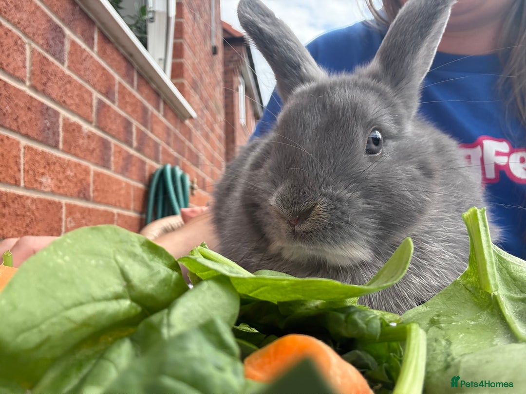Mixed Breed rabbits for sale: Stunning Mixed Breed Rabbits  - Image 6