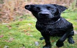 Labrador Retriever dogs for stud: KC Labrador, Health and DNA-Tested, Proven Stud in Cobham - Image 11