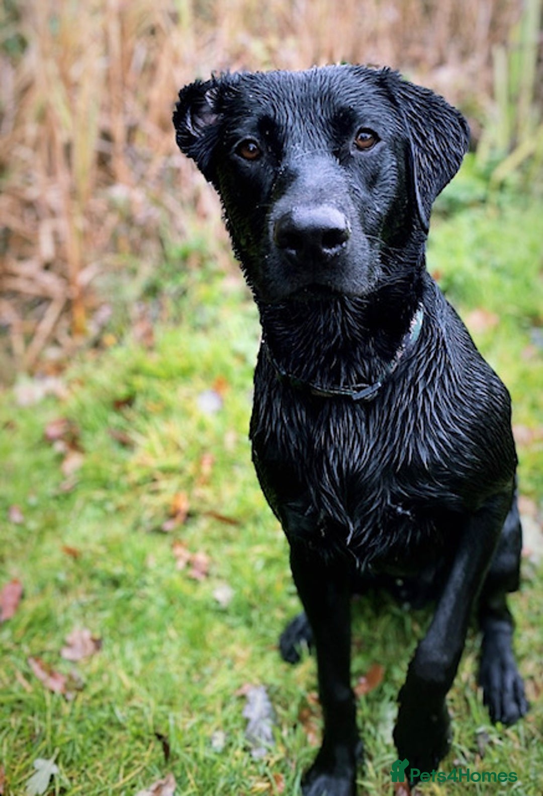 Labrador Retriever dogs for stud: KC Labrador, Health and DNA-Tested, Proven Stud in Cobham - Image 11