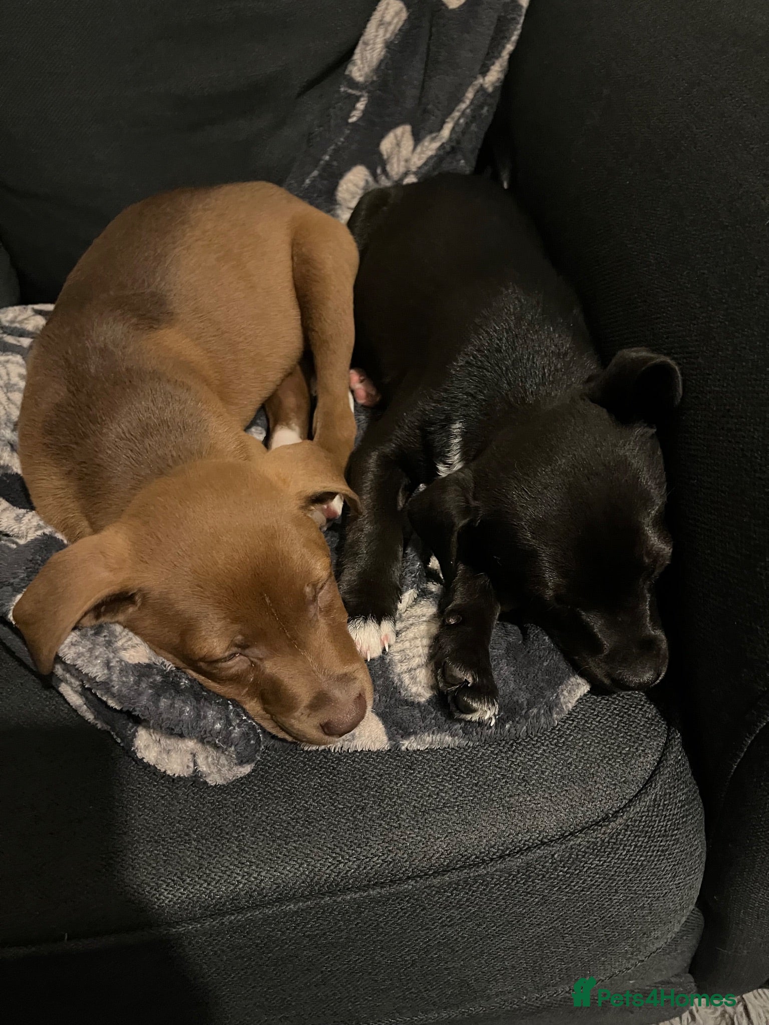 Mixed Breed dogs Patterdale cross staff - Advert 1