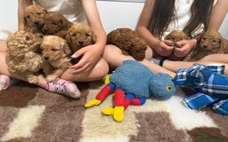 Labradoodle dogs for sale: Stunning miniature labradoodles  - Image 9