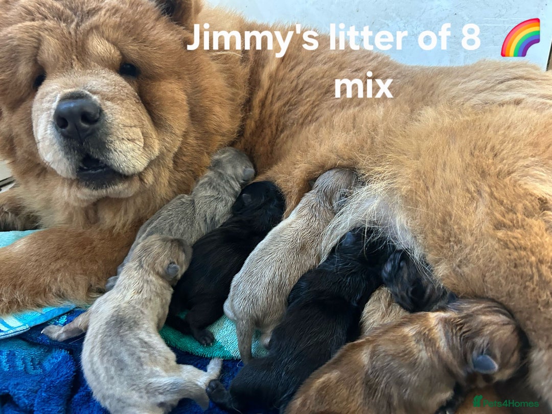 Chow Chow dogs for stud: Sire JIMMY , rainbow producer . in Gloucester - Advert 3
