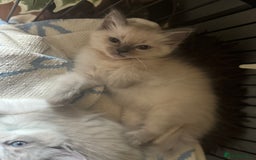 Ragdoll cats for sale: BEAUTIFUL RAGDOLL KITTENS - Image 2