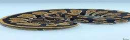 Python Snake reptiles for sale: Baby royal python for sale - Advert 2
