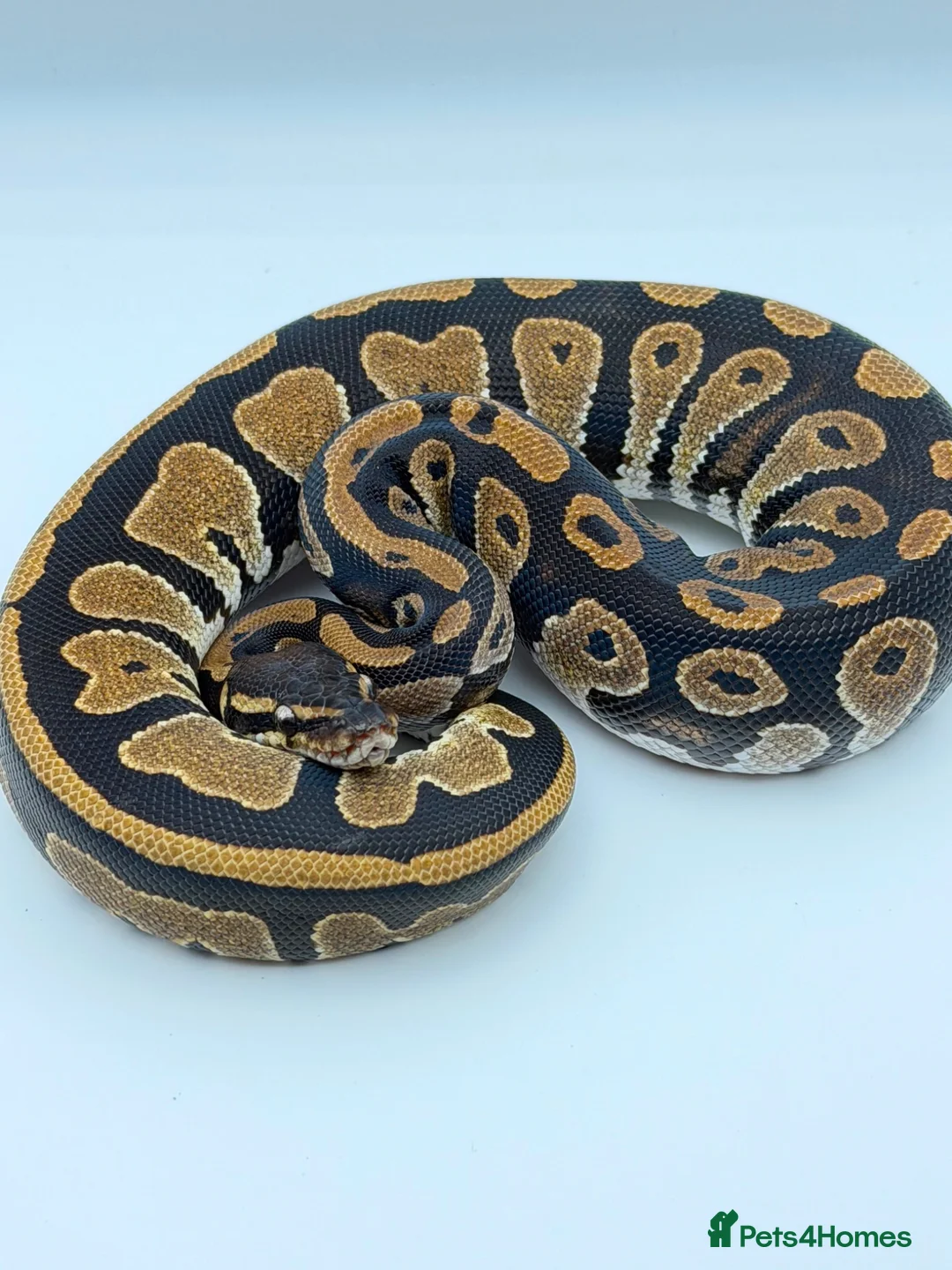 Python Snake reptiles for sale: Baby royal python for sale - Advert 2