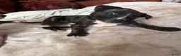 Mixed Breed dogs for sale: Presa Canario × Staffordshire Bull Terrier Puppies in Wrexham - Advert 28