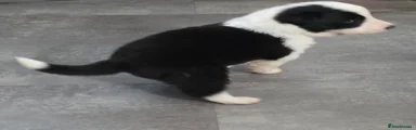 Border Collie 5