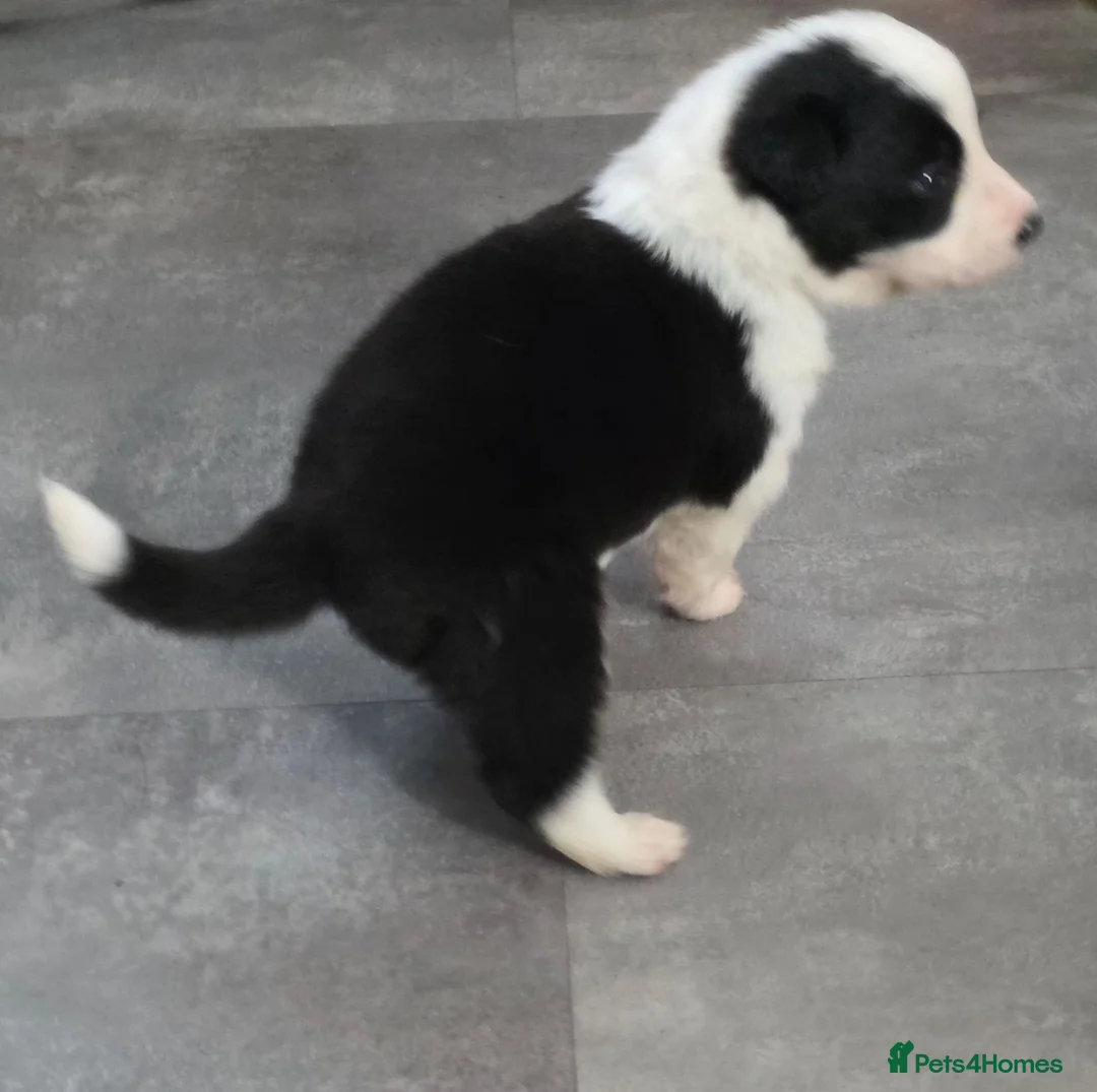 Border Collie dogs for sale: ​Border Collie Pups: Rare Slate Merle & B/W - Advert 13