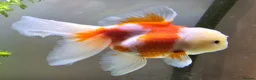 Goldfish fish for sale: Goldfish in Kingston upon Thames - Advert 7