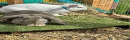 Continental Giant rabbits for sale: Giant conti with giant french lop - Advert 24