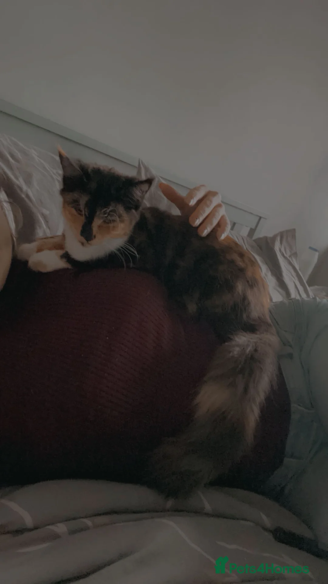 Maine Coon cats for sale: 2 year old Maine Coon Female looking for a home in Stevenage - Advert 4