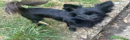 Chihuahua dogs for sale: Absolutely gorgeous chihuahua pups - Advert 3