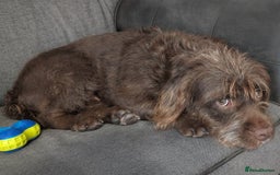 Mixed Breed dogs for sale: Gorgeous 1 year old cross English bull dog poodle. - Image 4