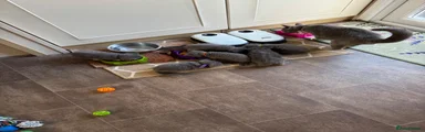 British Shorthair 6