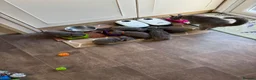 British Shorthair cats for sale: Grey British short hair beautiful kittens - Advert 11