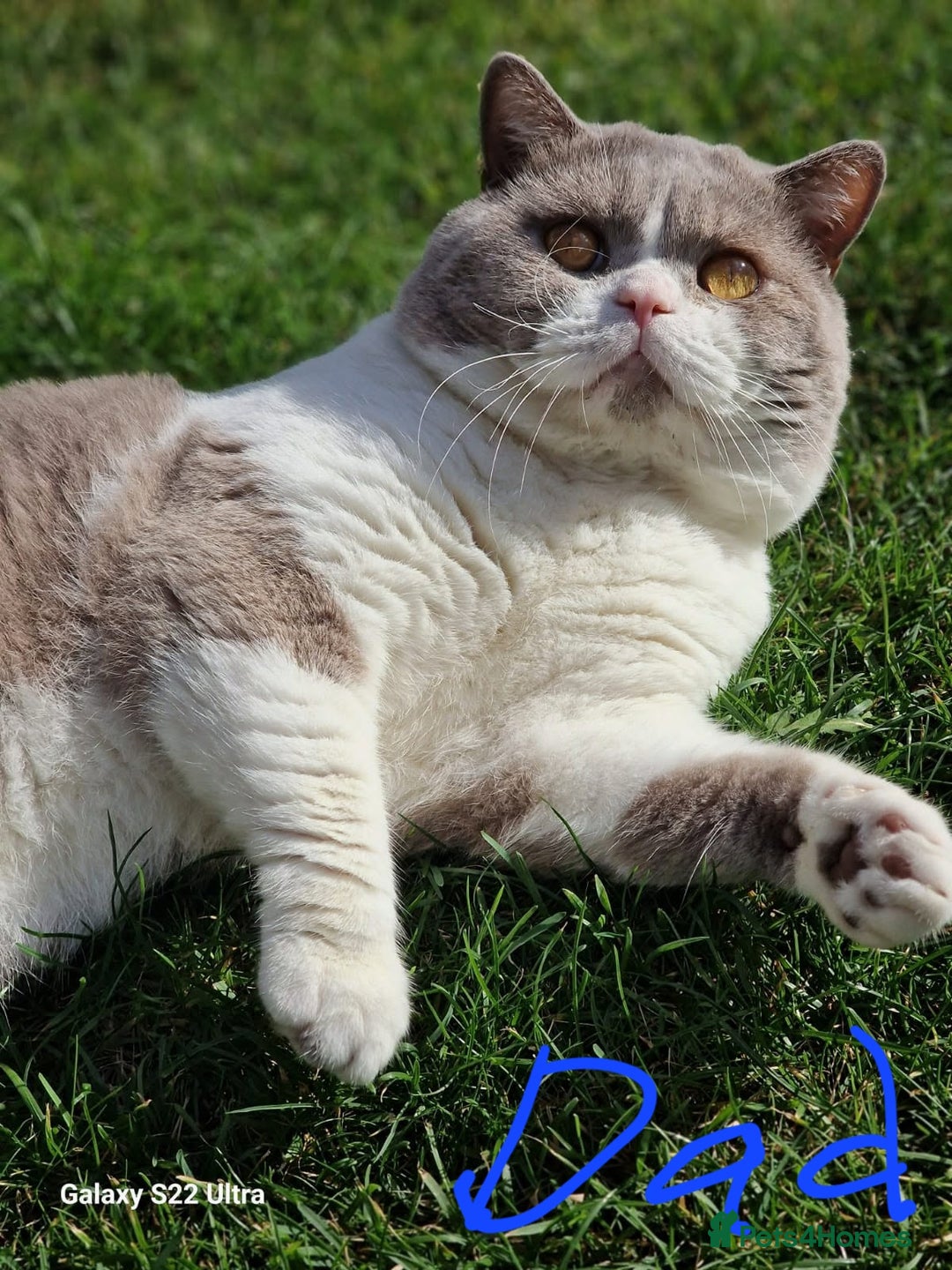 British Shorthair cats for sale: Stunning unusual British short hair kittens  - Advert 14