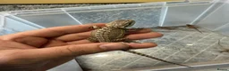 Bearded Dragon reptiles for sale: Beautiful Baby Bearded Dragons Available - Advert 8