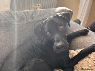 Mixed Breed dogs Well trained 6 month Sheprador Pup “Bear” - Advert 8