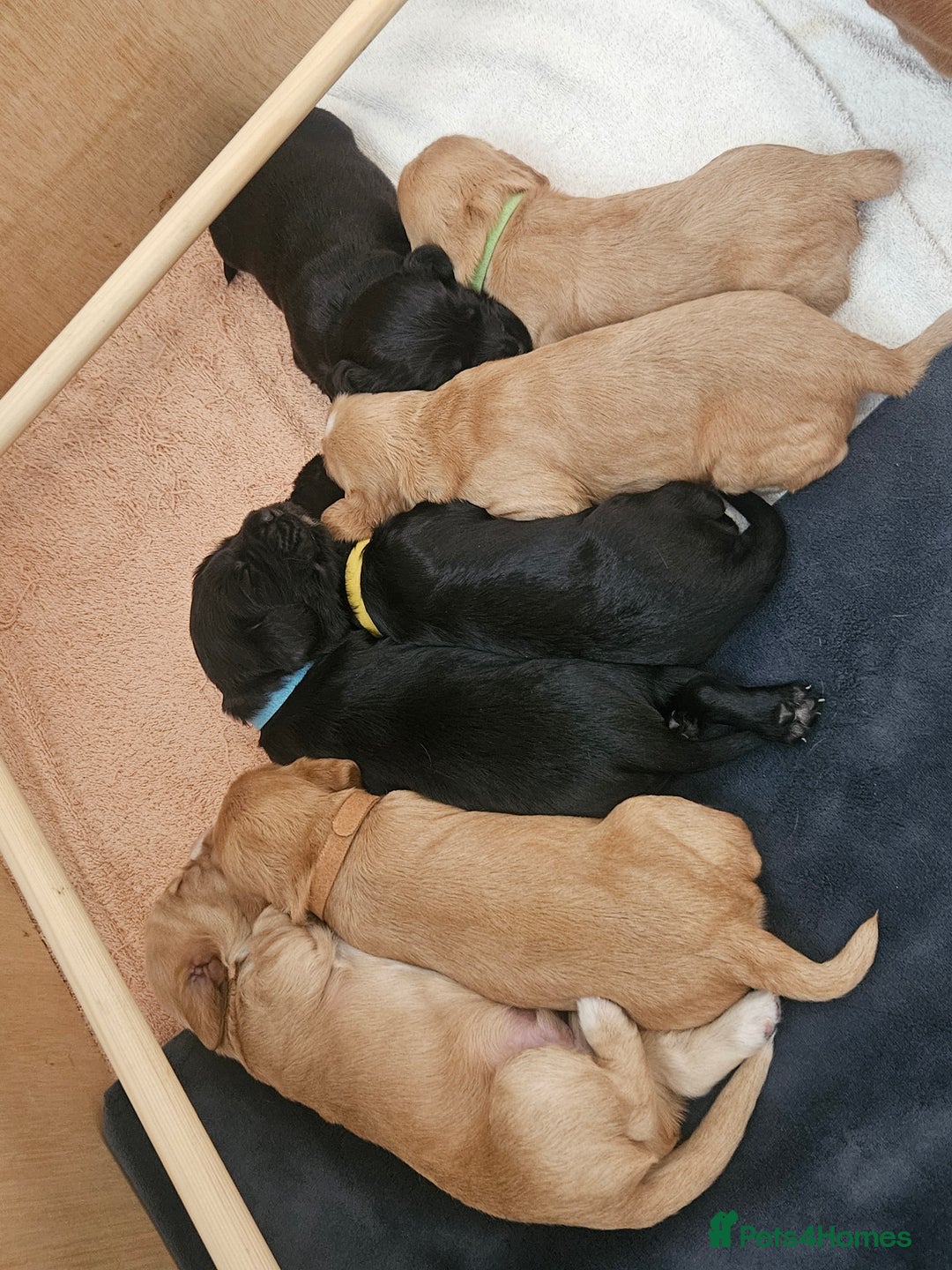 Cocker Spaniel dogs for sale: KC Reg Cocker Spaniel Puppies - Image 2
