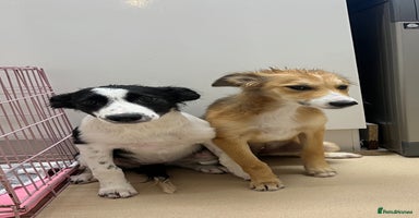 Border Collie dogs - Advert 1