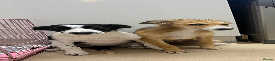 Border Collie Puppy 2
