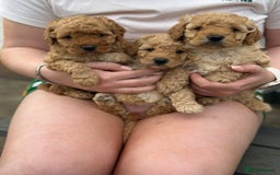 Cavapoo dogs for sale: 1 F2 Cavapoo Puppy Available–Ready for Loving Home - Image 1