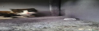 Ragcoon 3