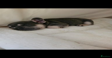 French Bulldog dogs - Advert 9