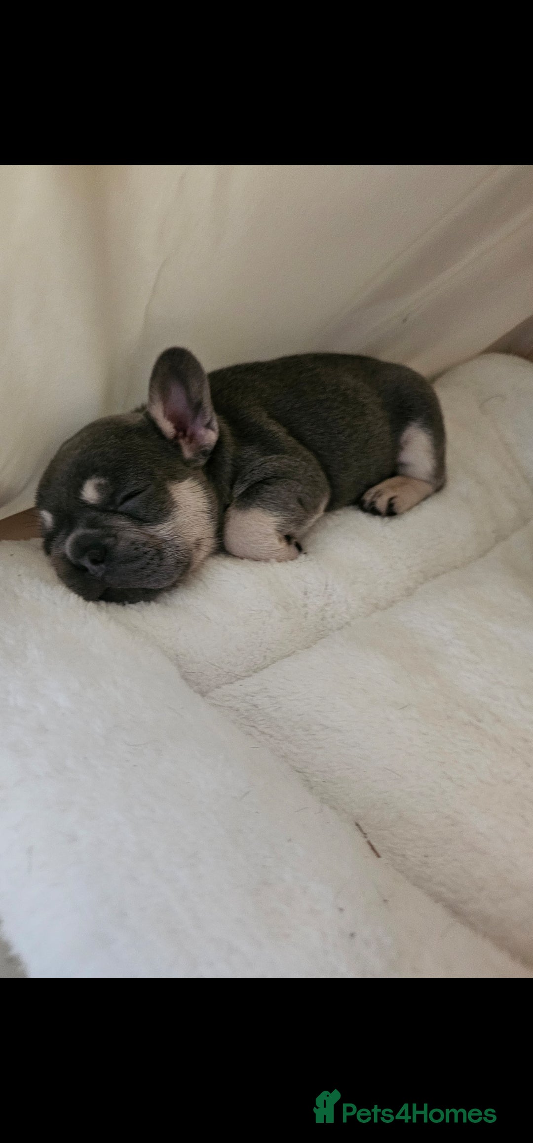 French Bulldog dogs for sale: Georgous french bulldogs for sale  - Image 3