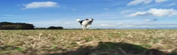 Border Collie dogs for sale: Rehoming beautiful Border Collie (Skye) - Advert 4