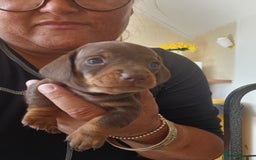 Dachshund dogs for sale: Miniature dachshunds  - Image 3