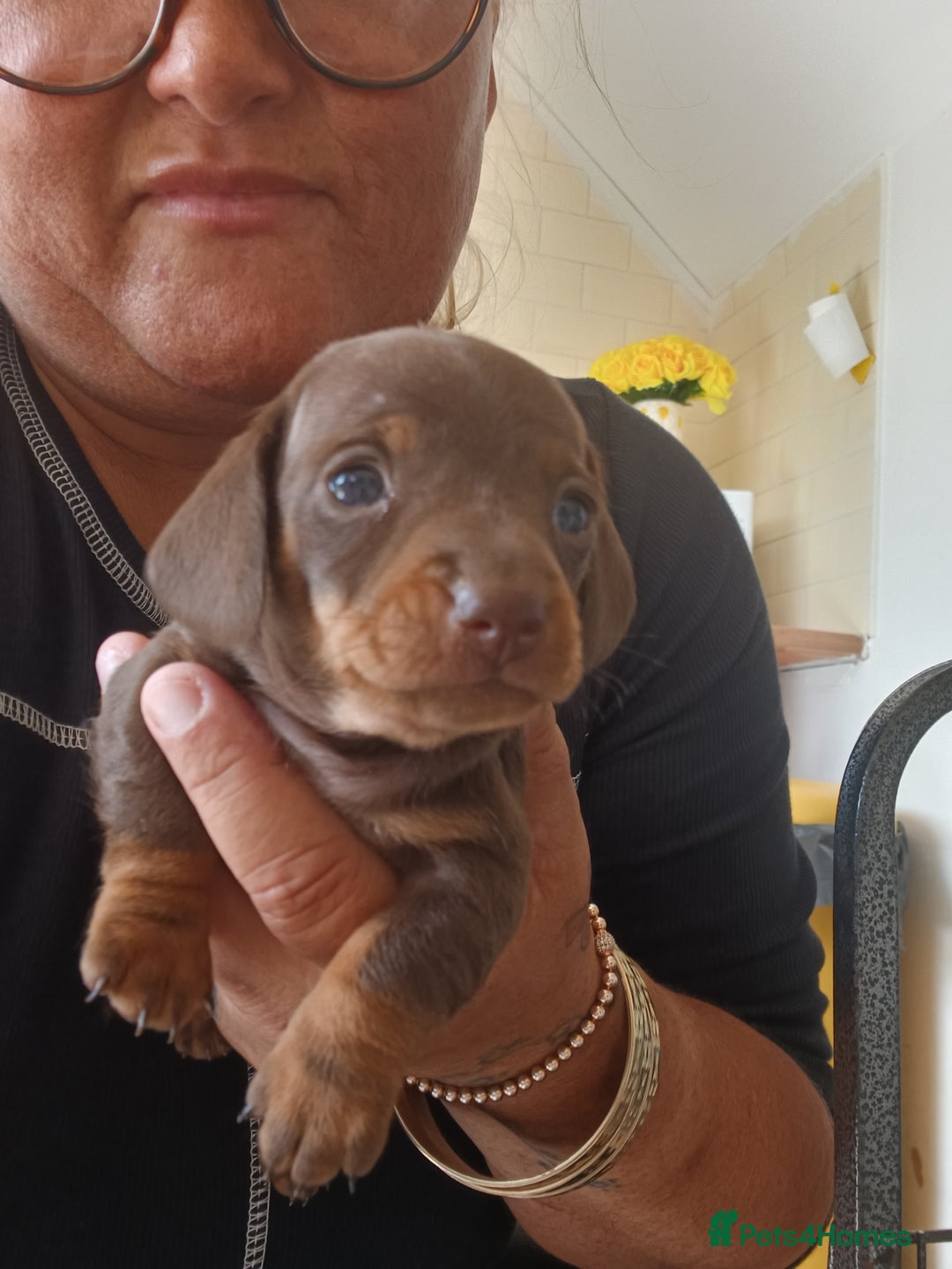 Dachshund dogs for sale: Miniature dachshunds  - Image 3