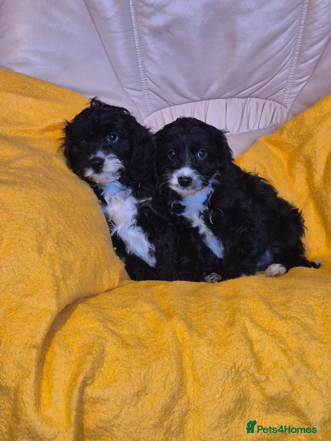 Cavapoo dogs for sale: Adorable Cavapoo puppies  - Advert 3