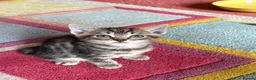 Mixed Breed cats for sale: 5 beautiful Kittens  - Advert 13