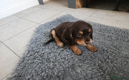 Cocker Spaniel dogs for sale: 3 kc reg working cocker spaniels avaliable  - Image 21
