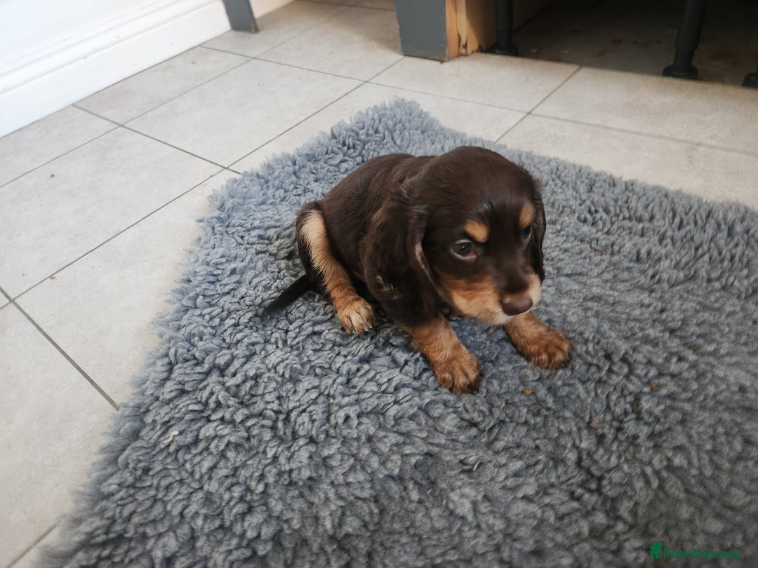 Cocker Spaniel dogs for sale: 3 kc reg working cocker spaniels avaliable  - Image 21