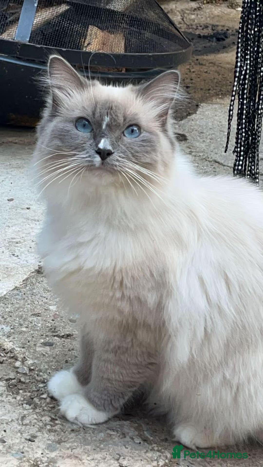 Ragdoll cats Fifi the ragdoll  - Advert 1