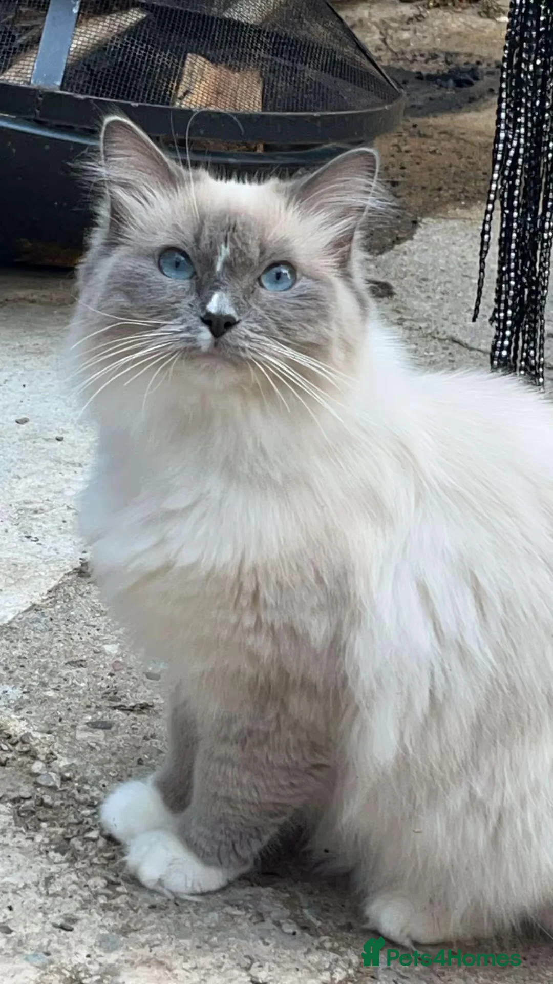 Ragdoll cats for sale: Fifi the ragdoll  - Advert 1