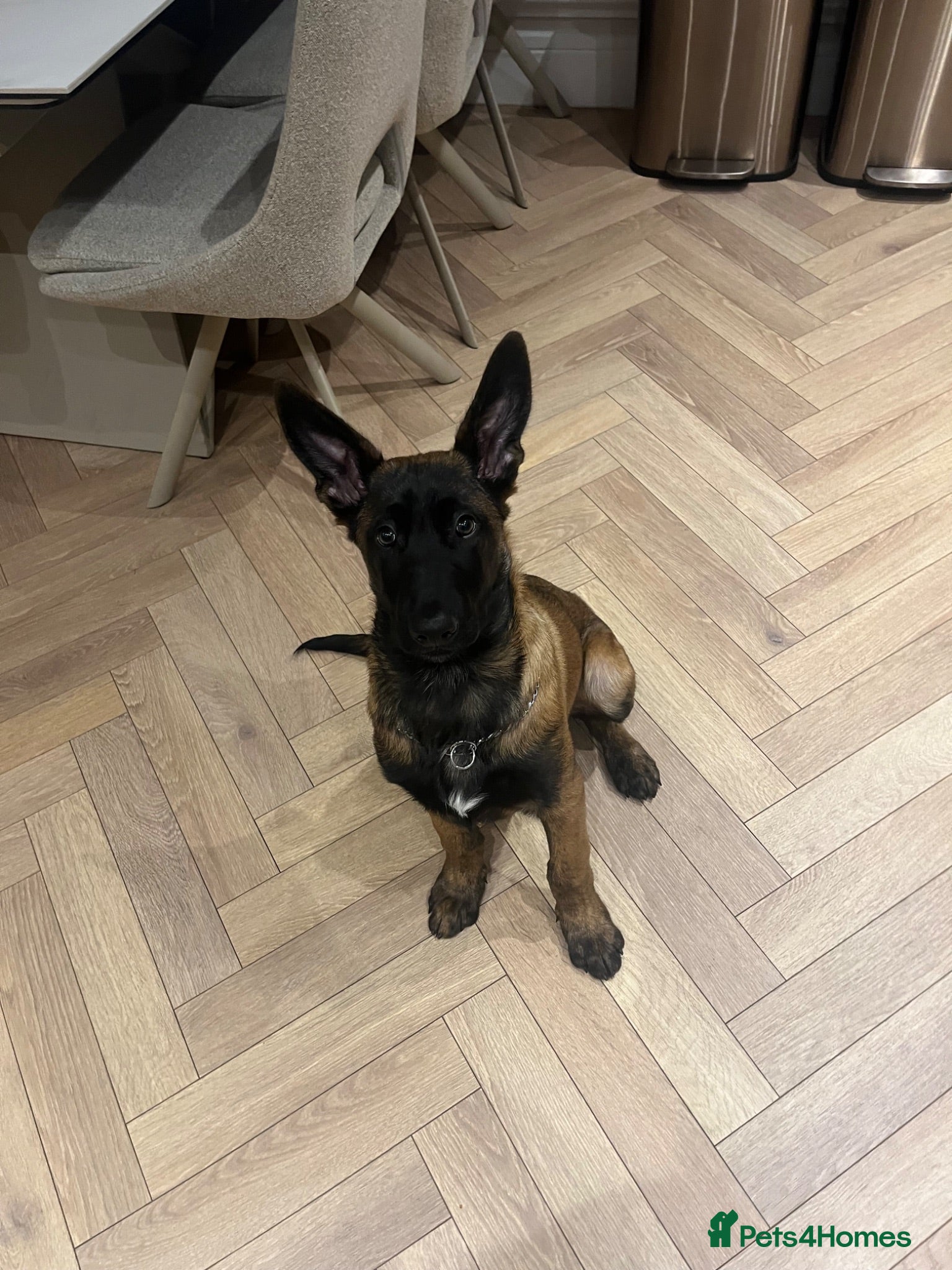 Belgian Shepherd Dog dogs Malinois Large Male - Advert 1