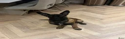 Belgian Shepherd Dog dogs for sale: Malinois Large Male - Advert 1