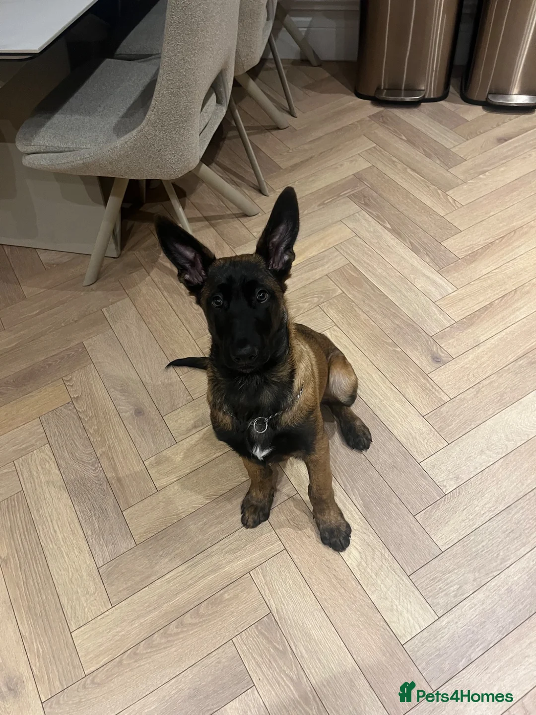 Belgian Shepherd Dog dogs for sale: Malinois Large Male - Advert 1