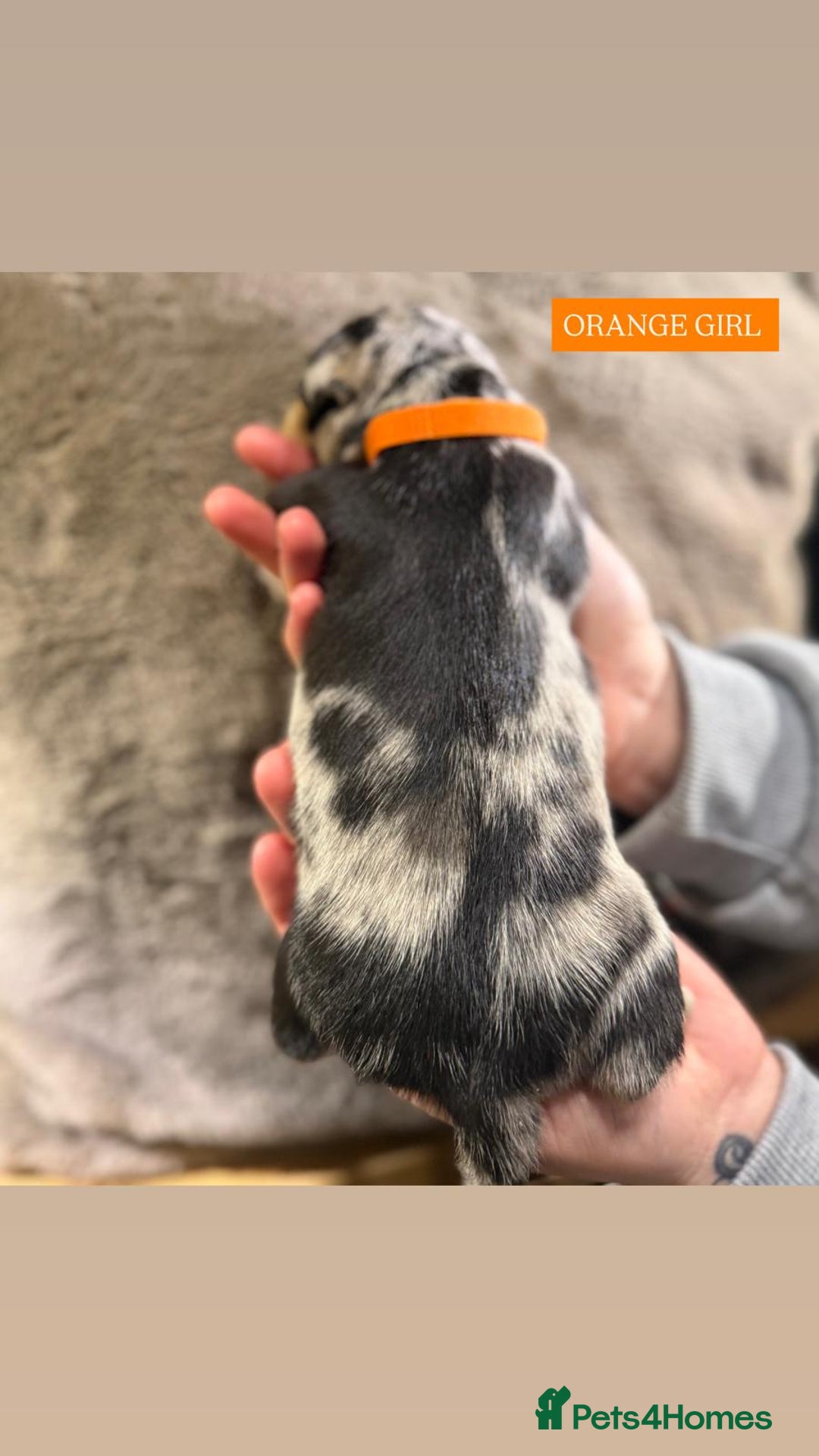 Jack Russell dogs for sale: Pure Breed special colour Jack Russells  - Advert 17