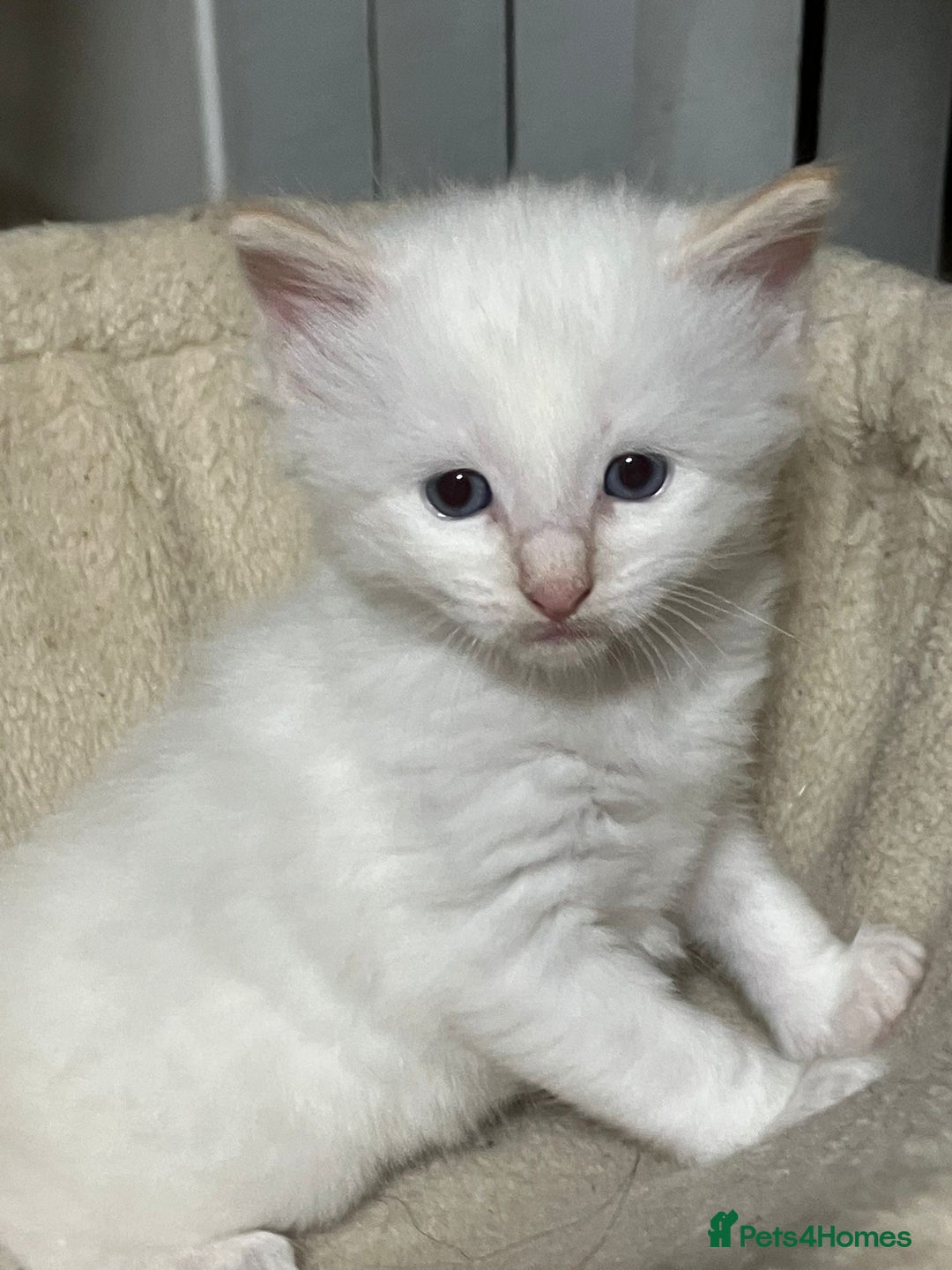 Ragdoll cats for sale: Ragdoll kittens for sale - Advert 3