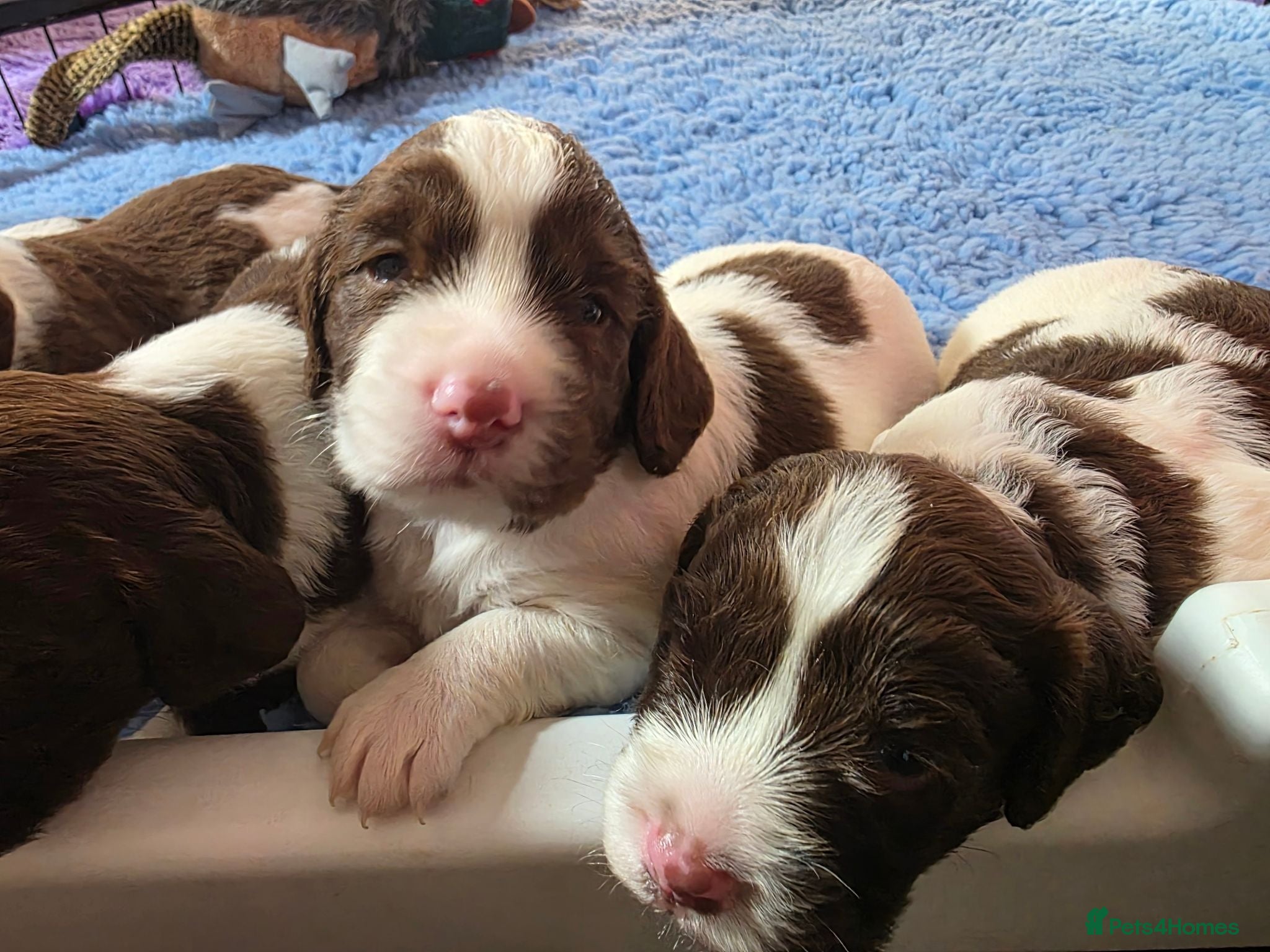 English Springer Spaniel dogs KC Health Tested, Home Reared 5 ⭐️ Liver Pups - Advert 2