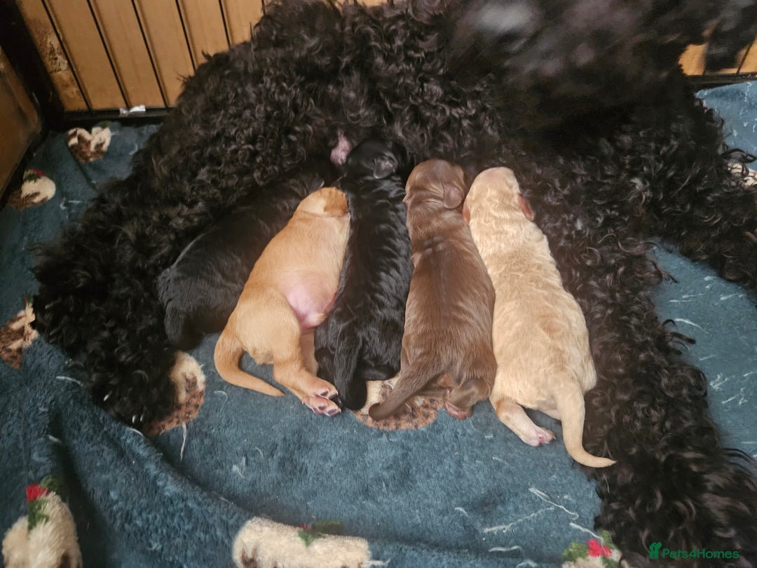 Cockapoo dogs for sale: F2 Cockapoo Puppies  - Image 8