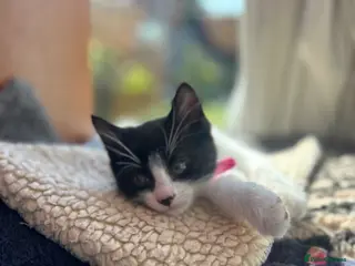 Mixed Breed cats Friendly playful kittens - Advert 4