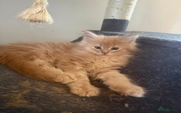 Maine Coon cats for sale: Pedigree fluffy Maine coon kittens (last3 boys) - Image 12