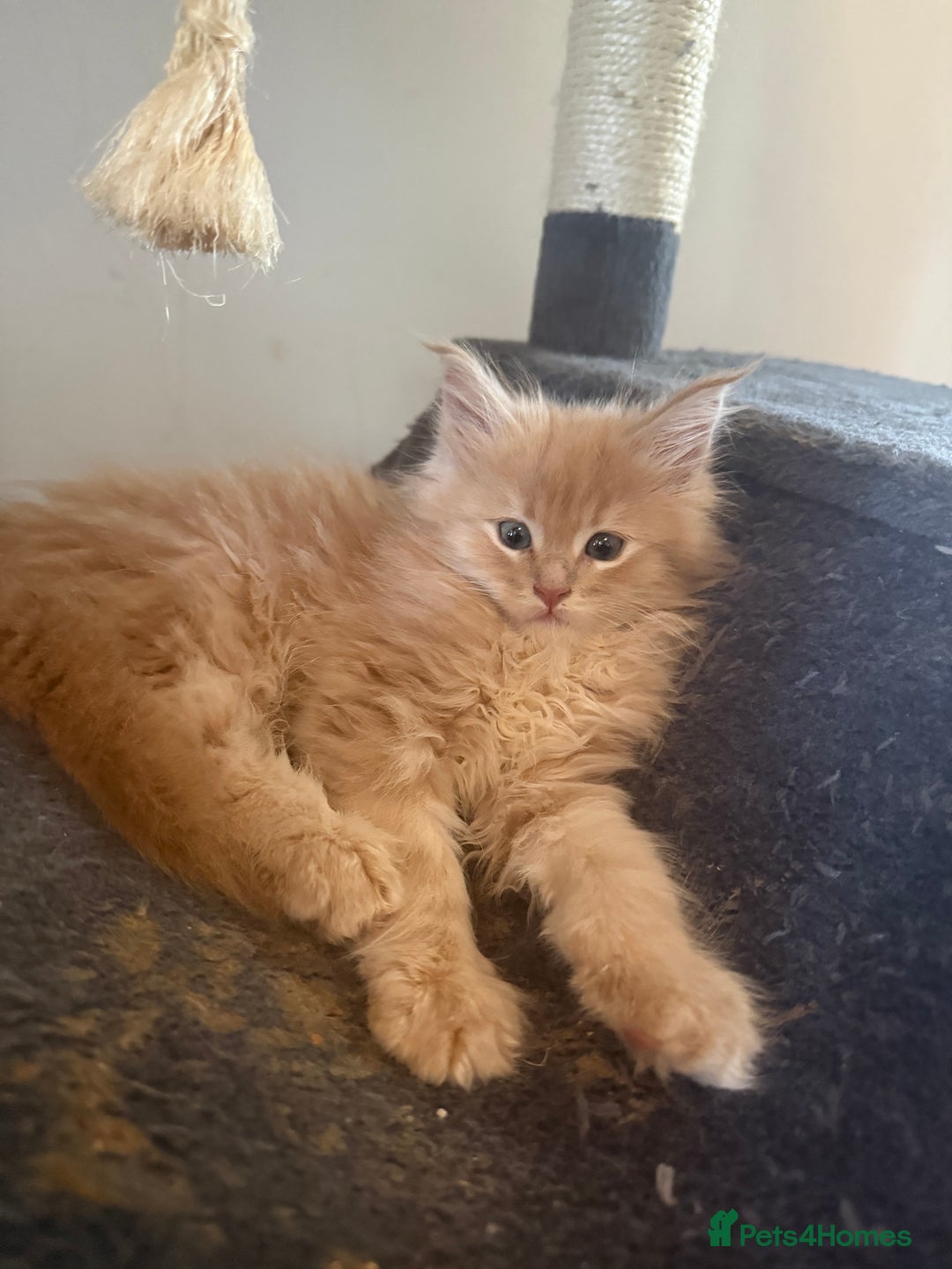 Maine Coon cats for sale: Pedigree fluffy Maine coon kittens (last3 boys) - Image 12