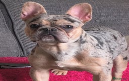 French Bulldog dogs for sale: French Bulldog Male for sale - Image 1